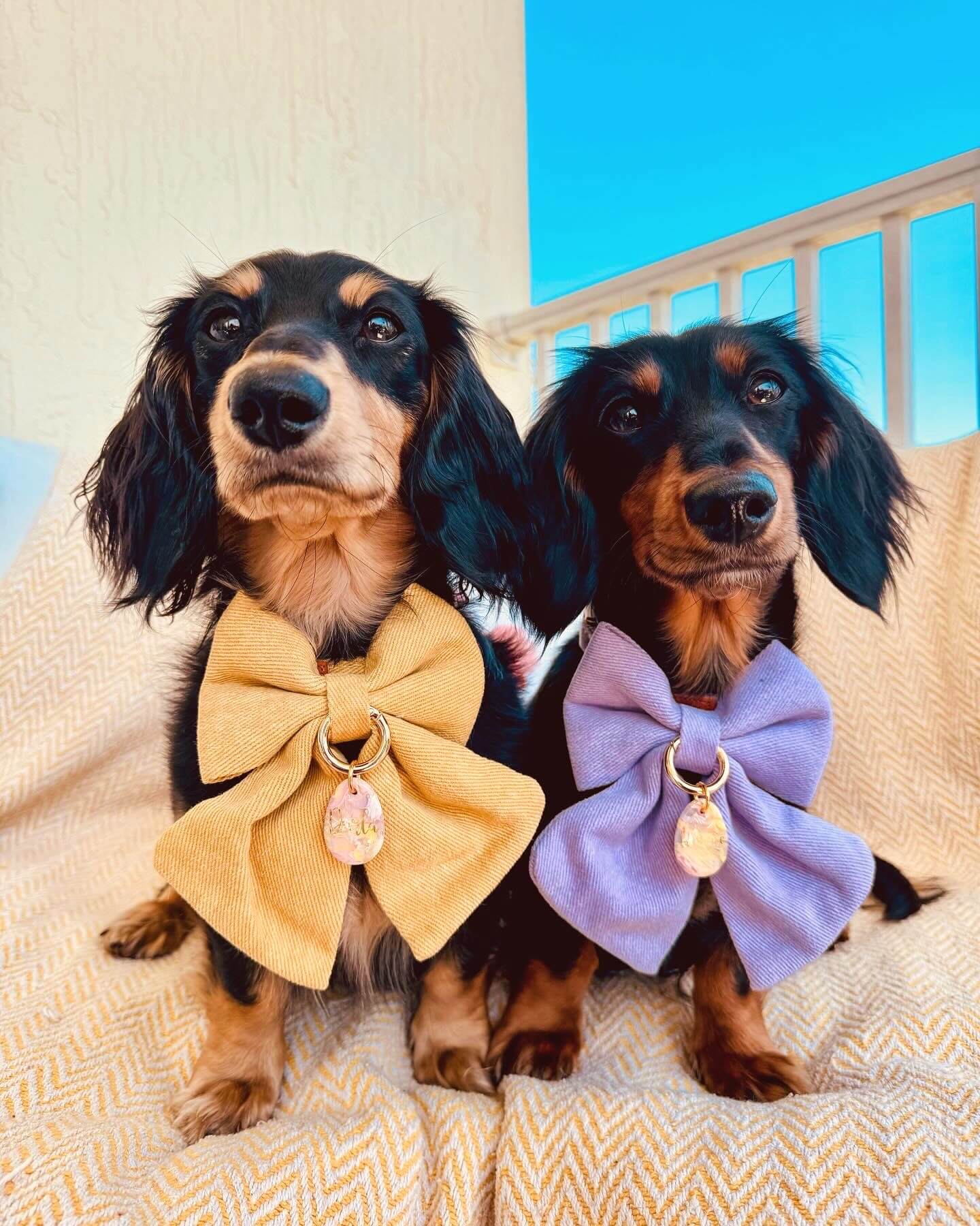 Lavender & Desert Butterfly Dog Bow Tie Collars - Stylish Pet Accessories