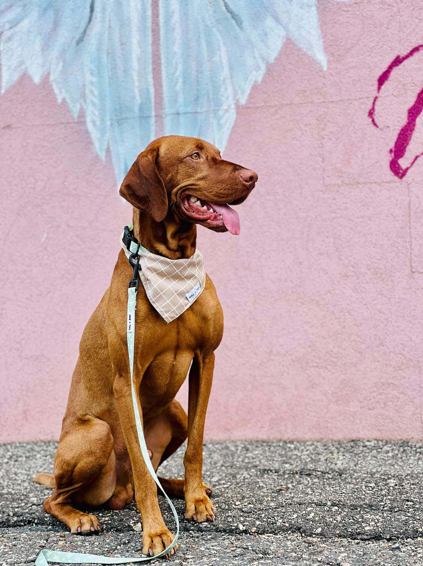 Cute pup in a stylish tie-on bandana and trendy leash by Wag + Tail - Get yours today