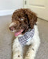 Premium Dog Scarves - Perfect for Any Season | Wag + Tail