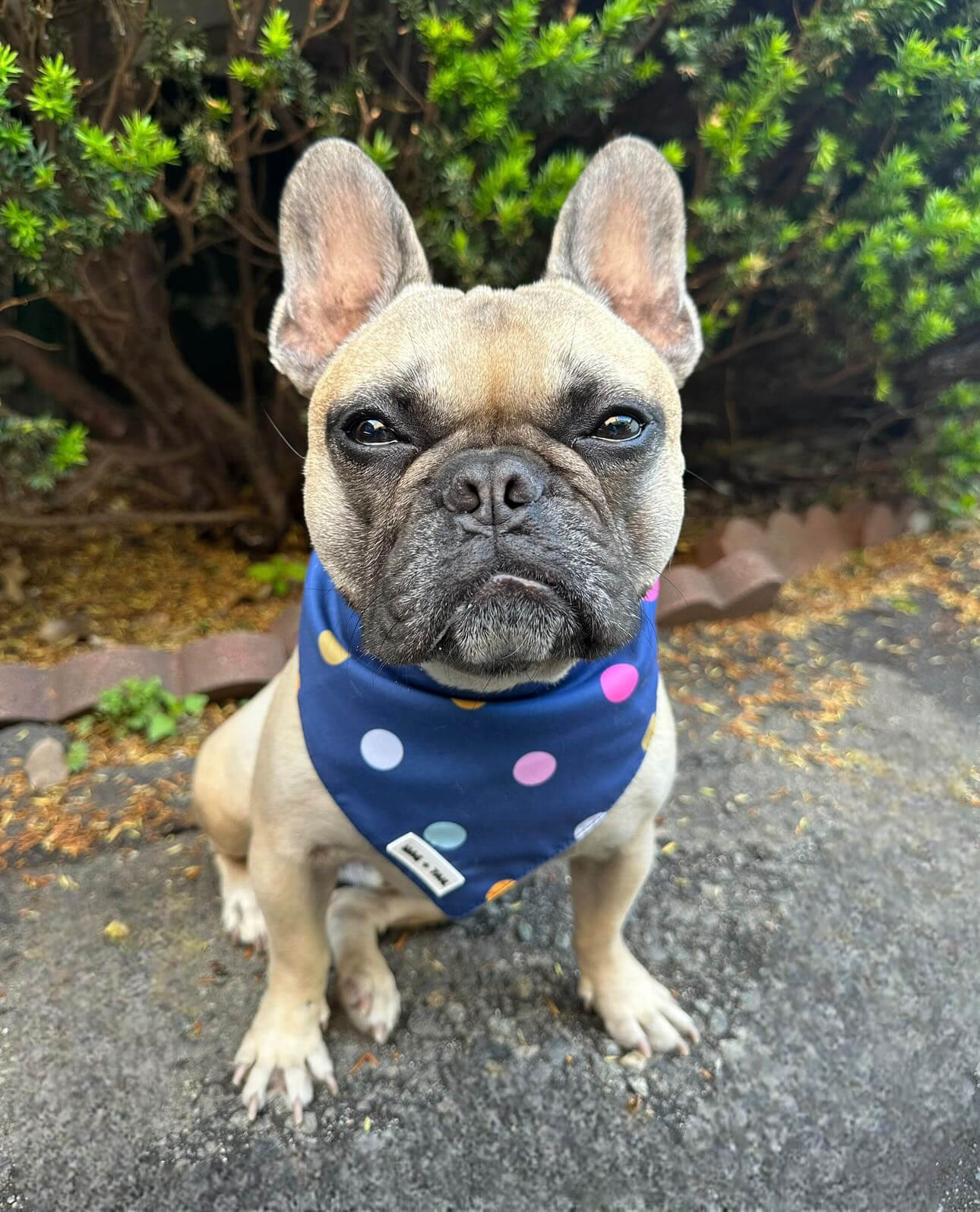 Confetti Cannon Dog Bandana - Dog Gear | Wag + Tail