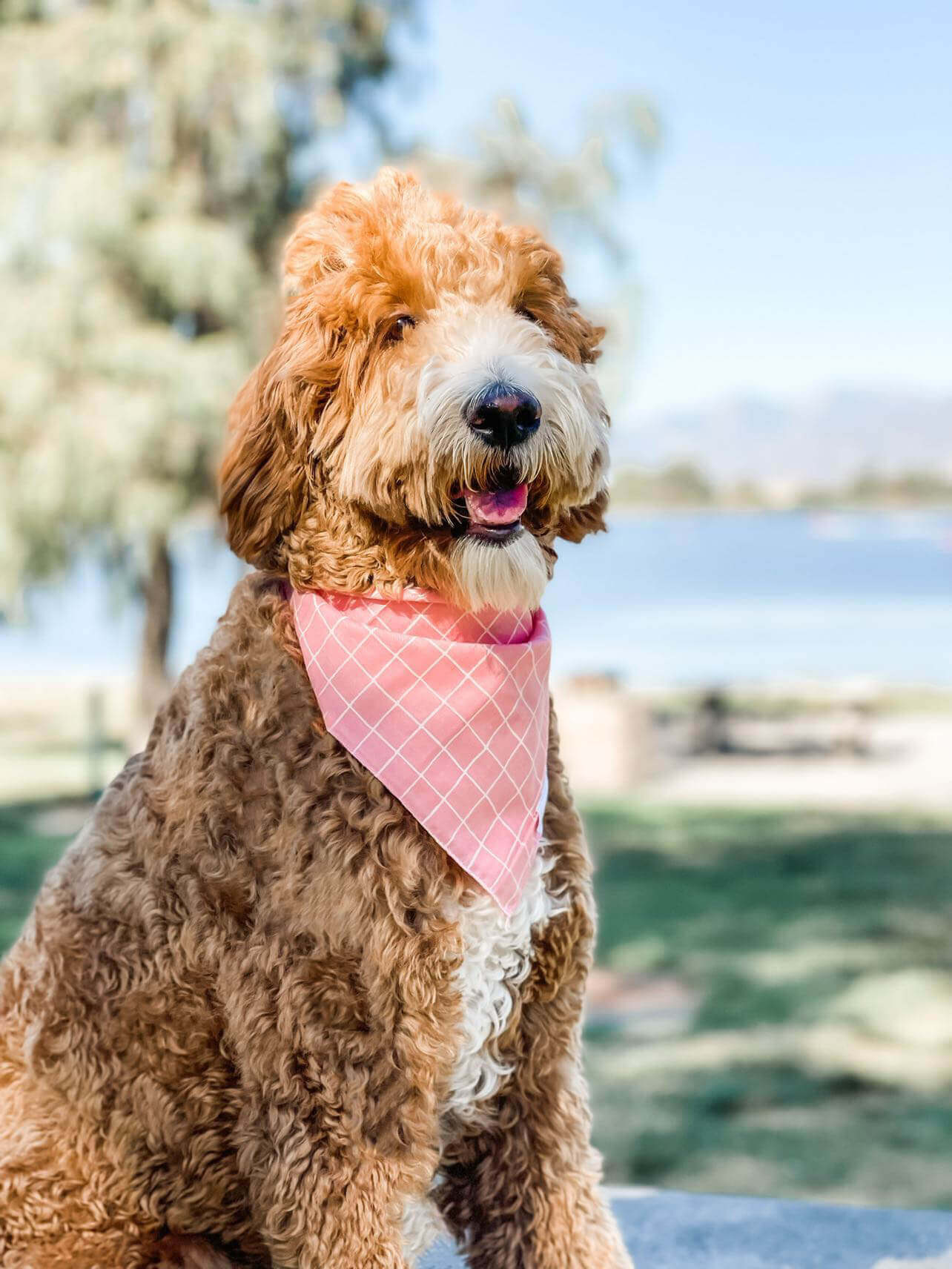 Dog Wearing Pink Striped Dog Bandana & Scarf | Wag + Tail