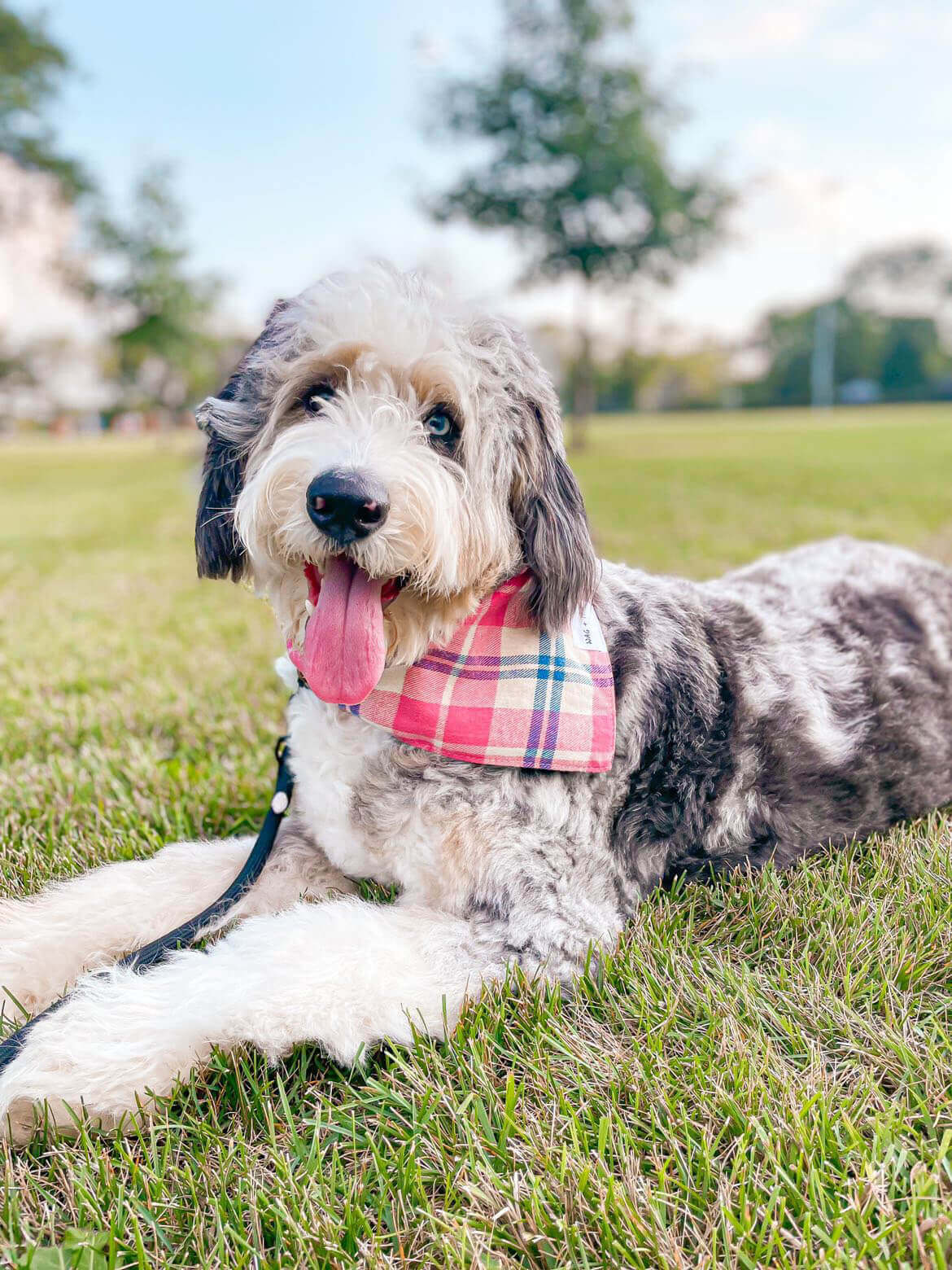 Dog Wearing Elegant Pink Plaid Flannel Dog Bandana | Wag + Tail