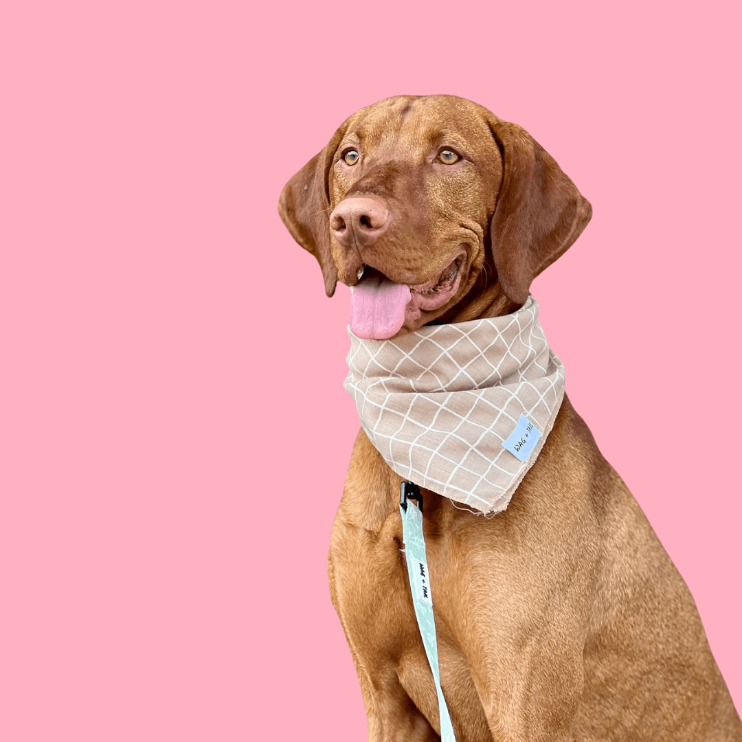 Trending Dog Scarves - Best Pet Supplies Store