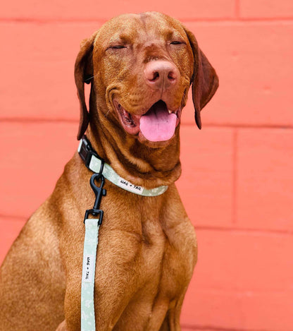 Cute dog wearing our Prickly Paws Dog Collar and Leash