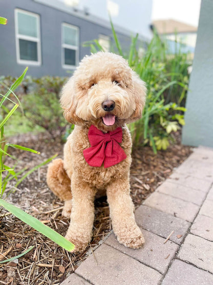 Ruby Bow Tie Collar - Best Selling Dog Collars 