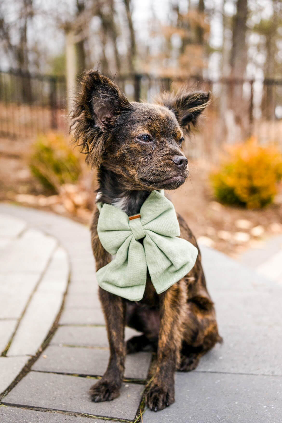 Sage Bow Tie Collar - Stylish Pet Accessories