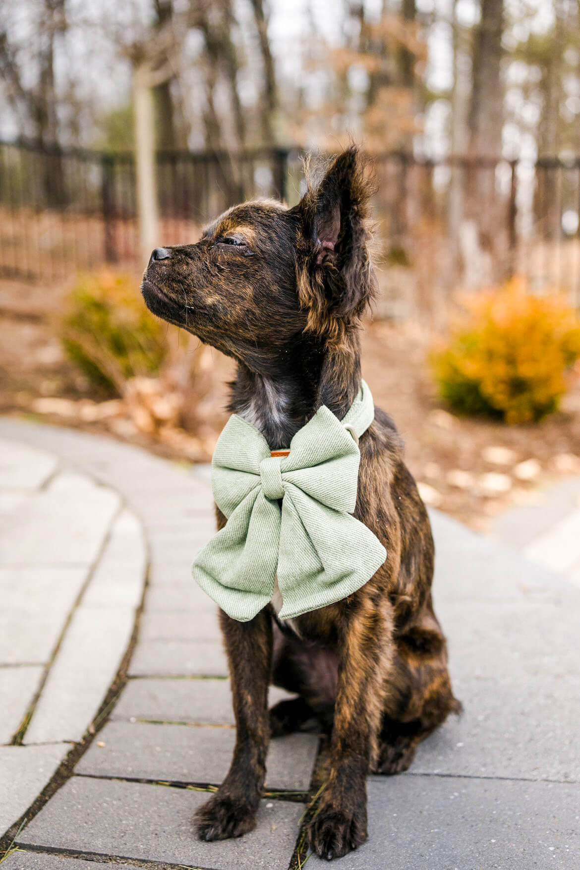 Sage Pet Bow Tie Collar - Trendy Dog Gear