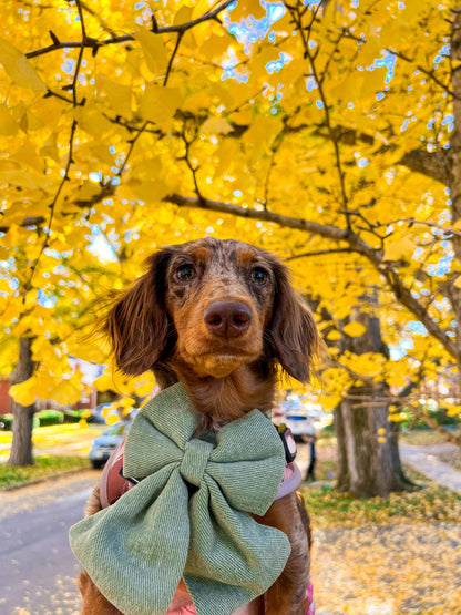 Charming Sage Bow Tie for Dogs - Chic Dog Additions