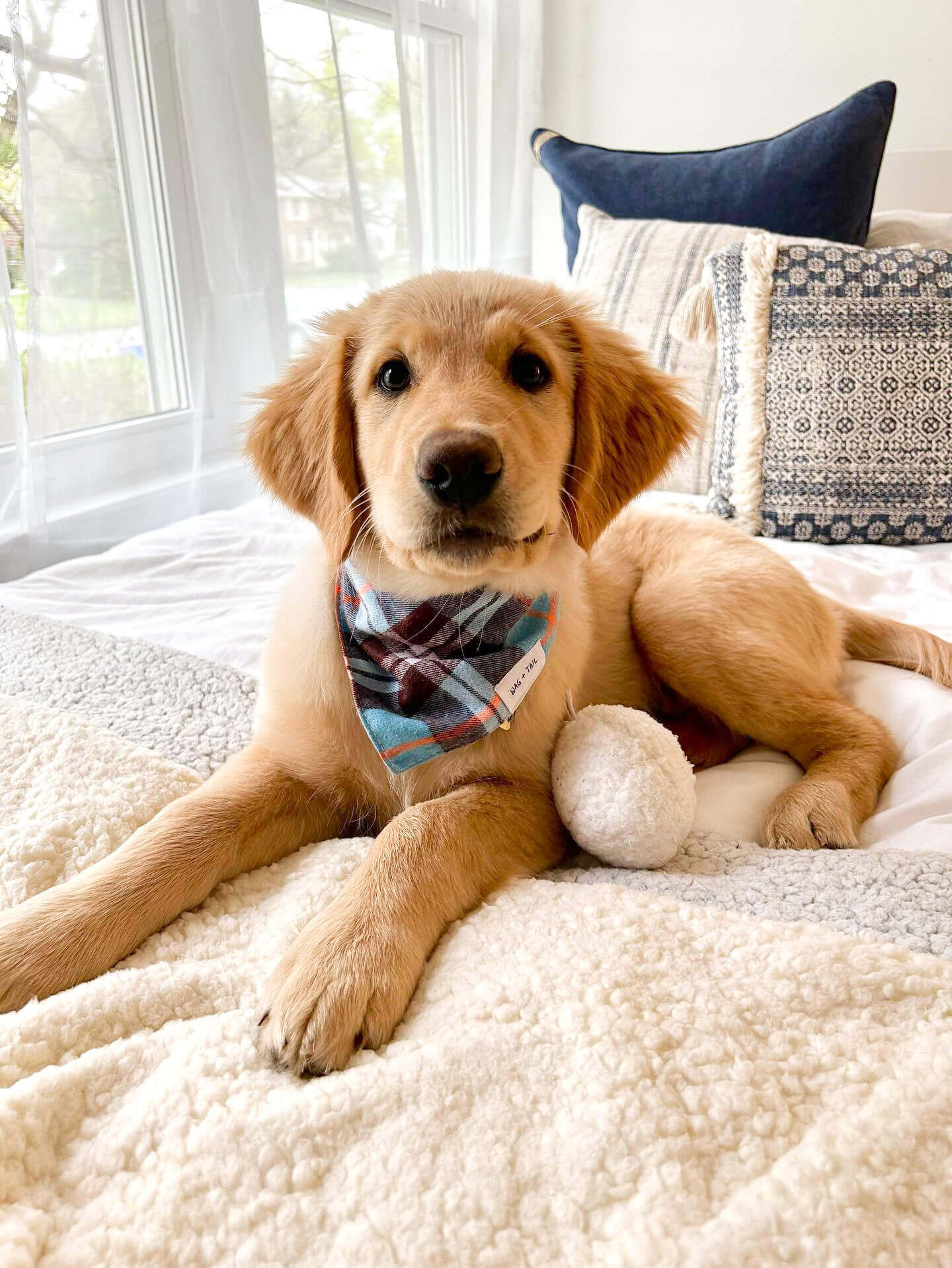 Dog Wearing Atlantis Blue Plaid Flannel Bandana With Snap Closure | Wag + Tail