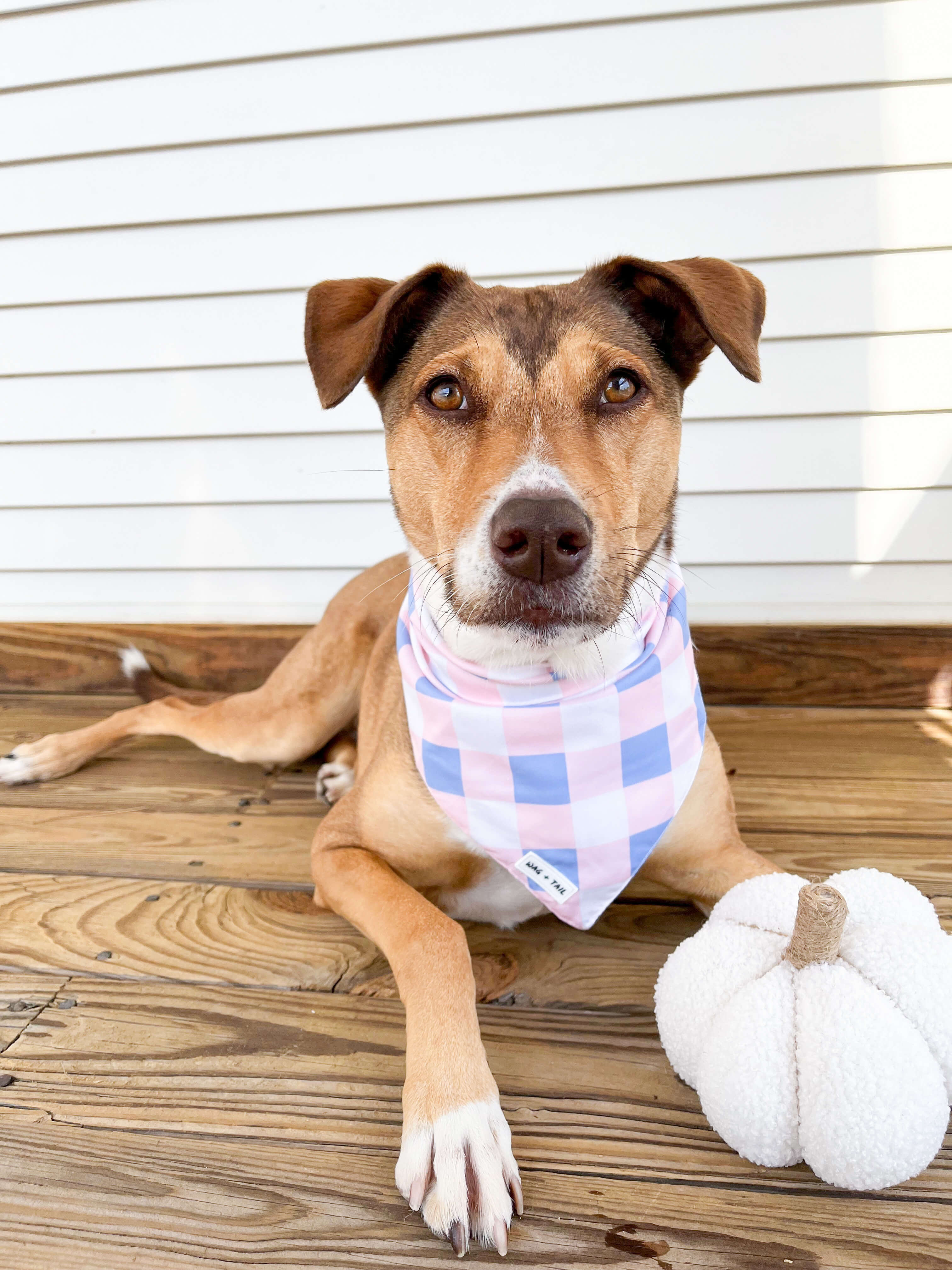Pretty in Plaid Dog Bandana - Elevate Your Pup's Fall Fashion Game with This Trendy Seasonal Accessory!
