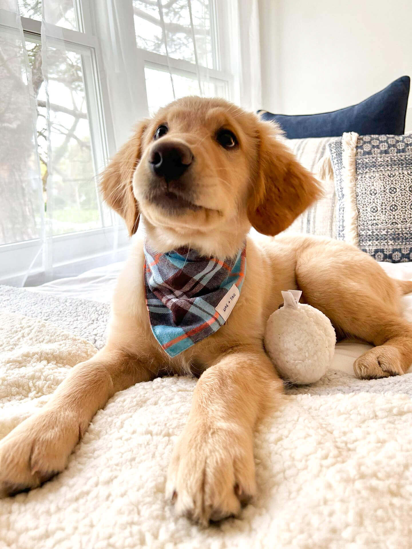 Blue Plaid Flannel Dog Bandana In Atlantis Blue Color | Wag + Tail