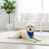 Confetti print reversible dog bandana for stylish pups