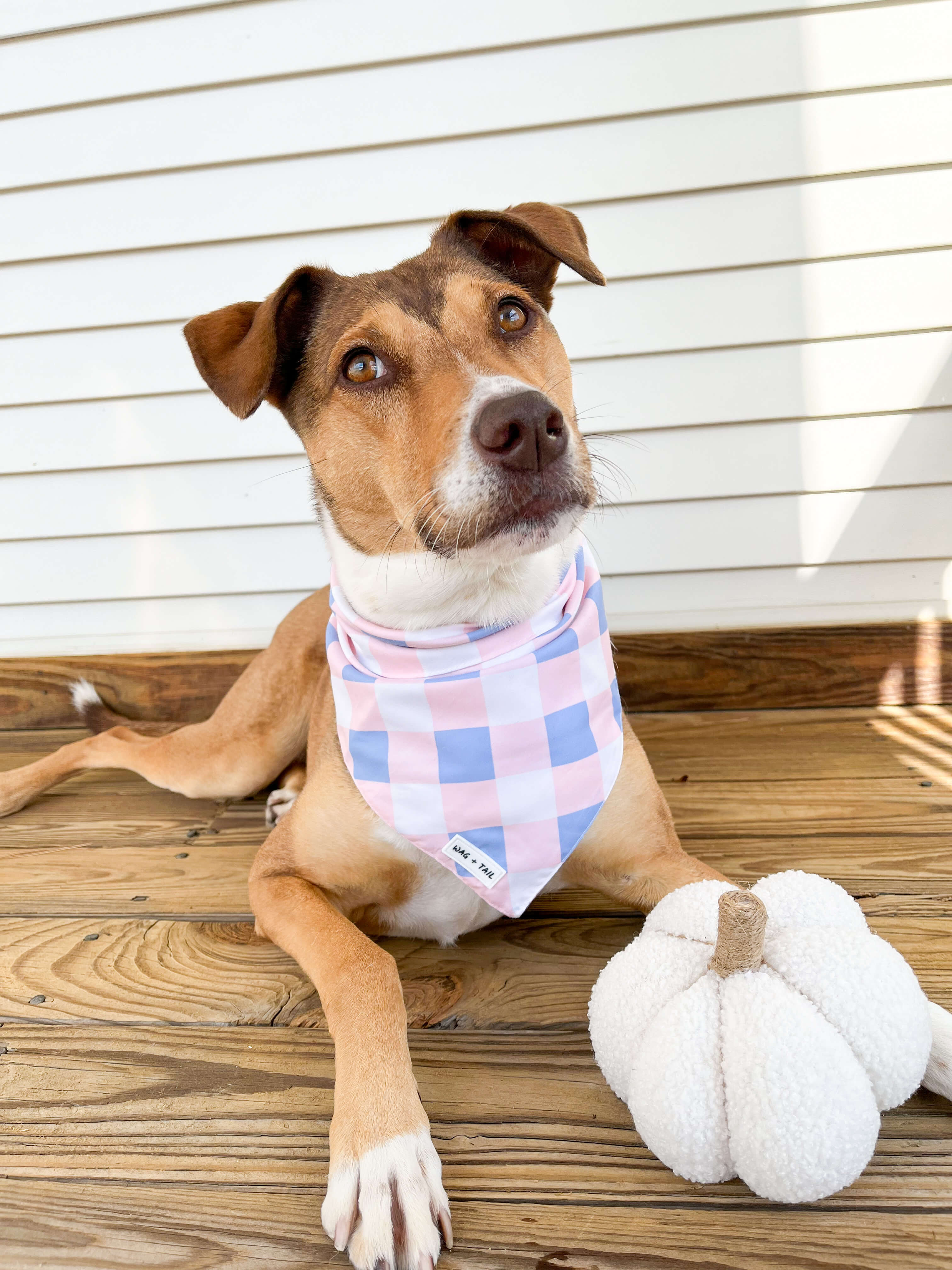 Charm Your Pup with the Autumn Dog Bandana from Wag + Tail - A Stylish Fall Accessory for Trendy Dogs!