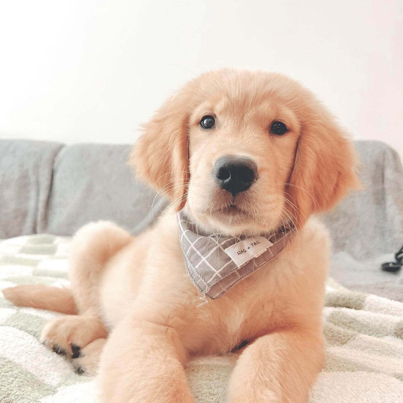 Gray Striped Dog Bandana (Reversible) on Happy Pup by Wag + Tail