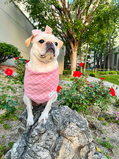 Stylish Flamingo Pink Striped Dog Bandana - Wag + Tail Pet Accessory