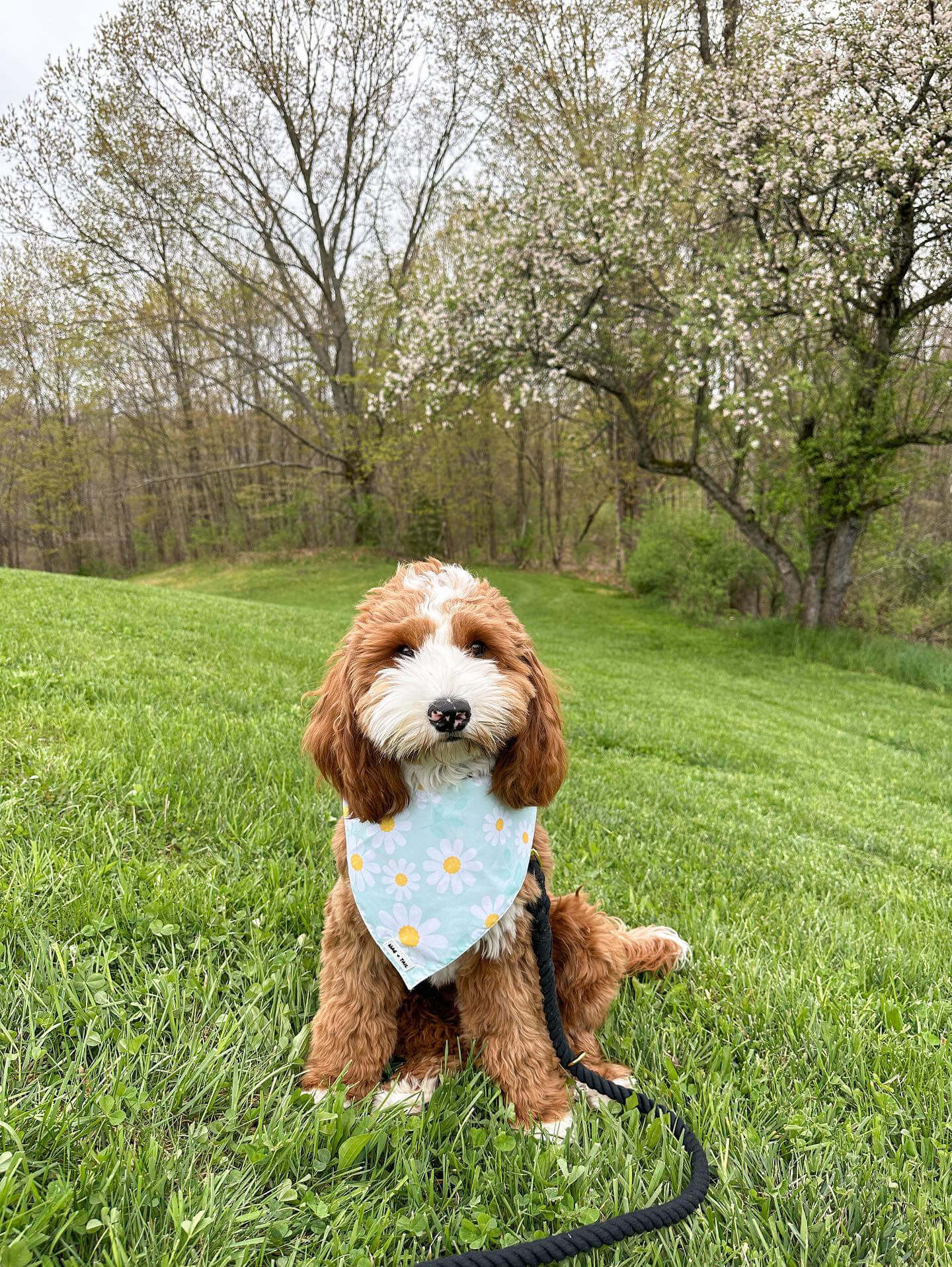 Floral Wanderlust Dog Bandana - Perfect Spring Accessory for Your Pup 