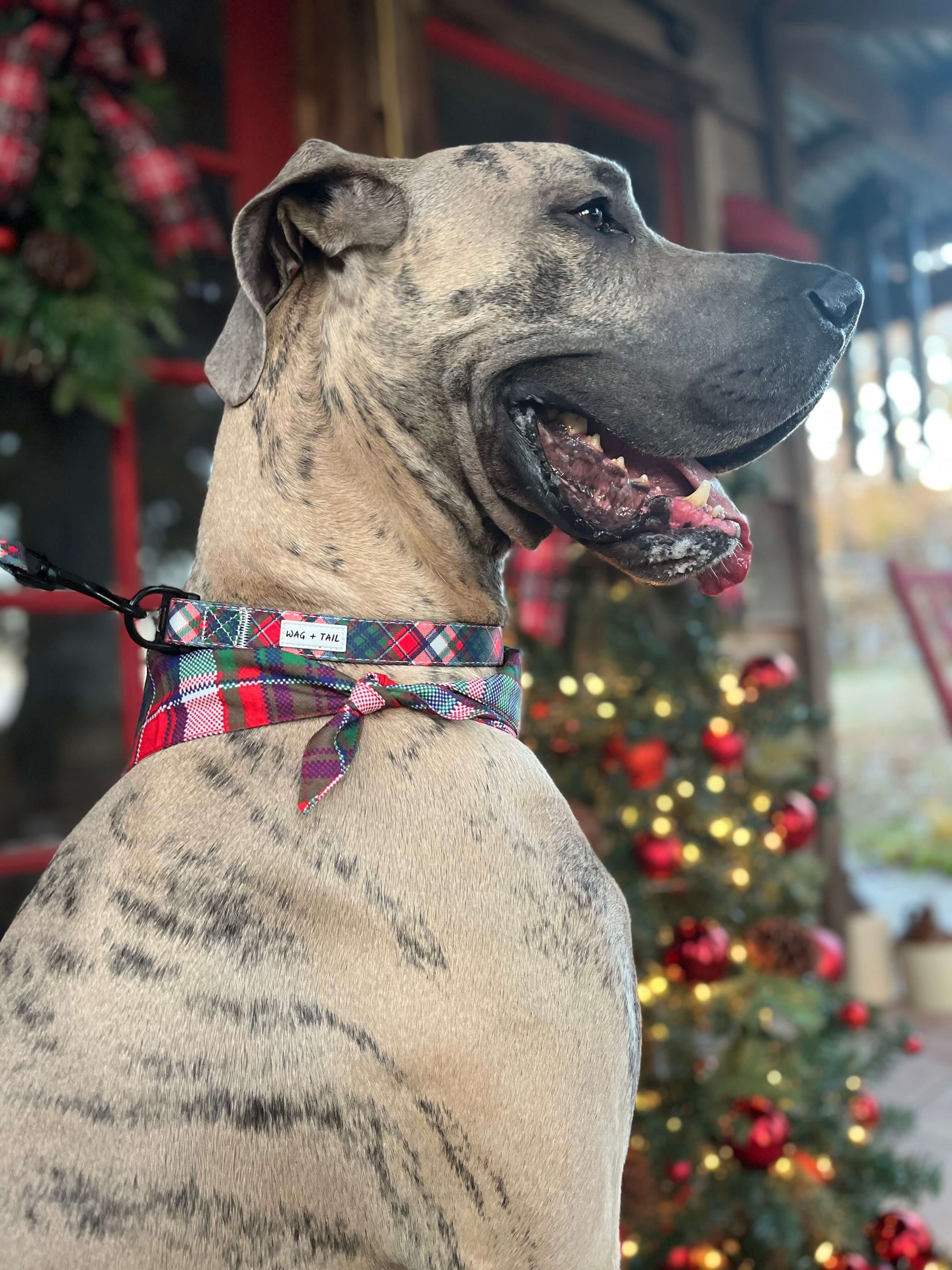 Pup wearing Pawsitively Festive dog collar and dog bandana