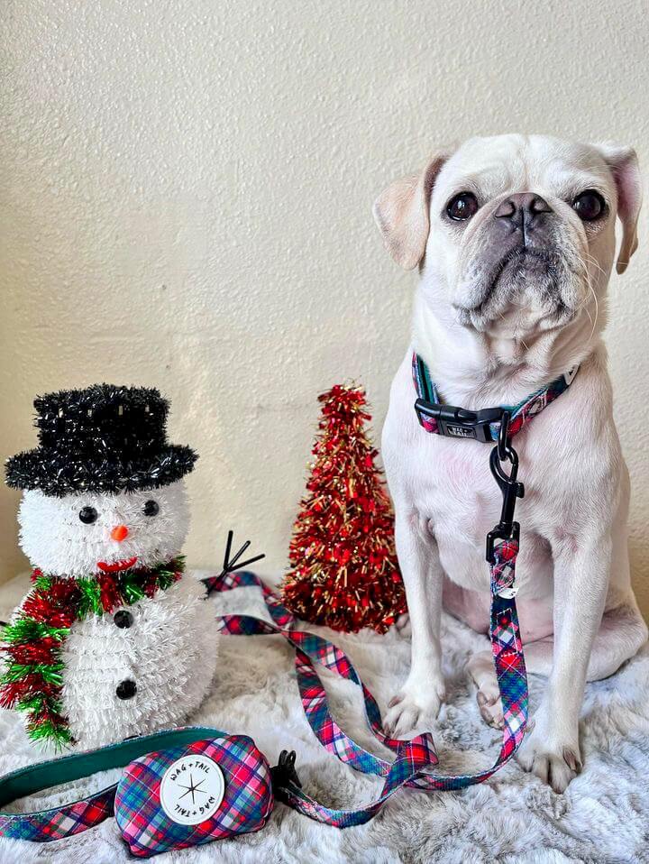 Dog wearing Pawsitively Festive collection