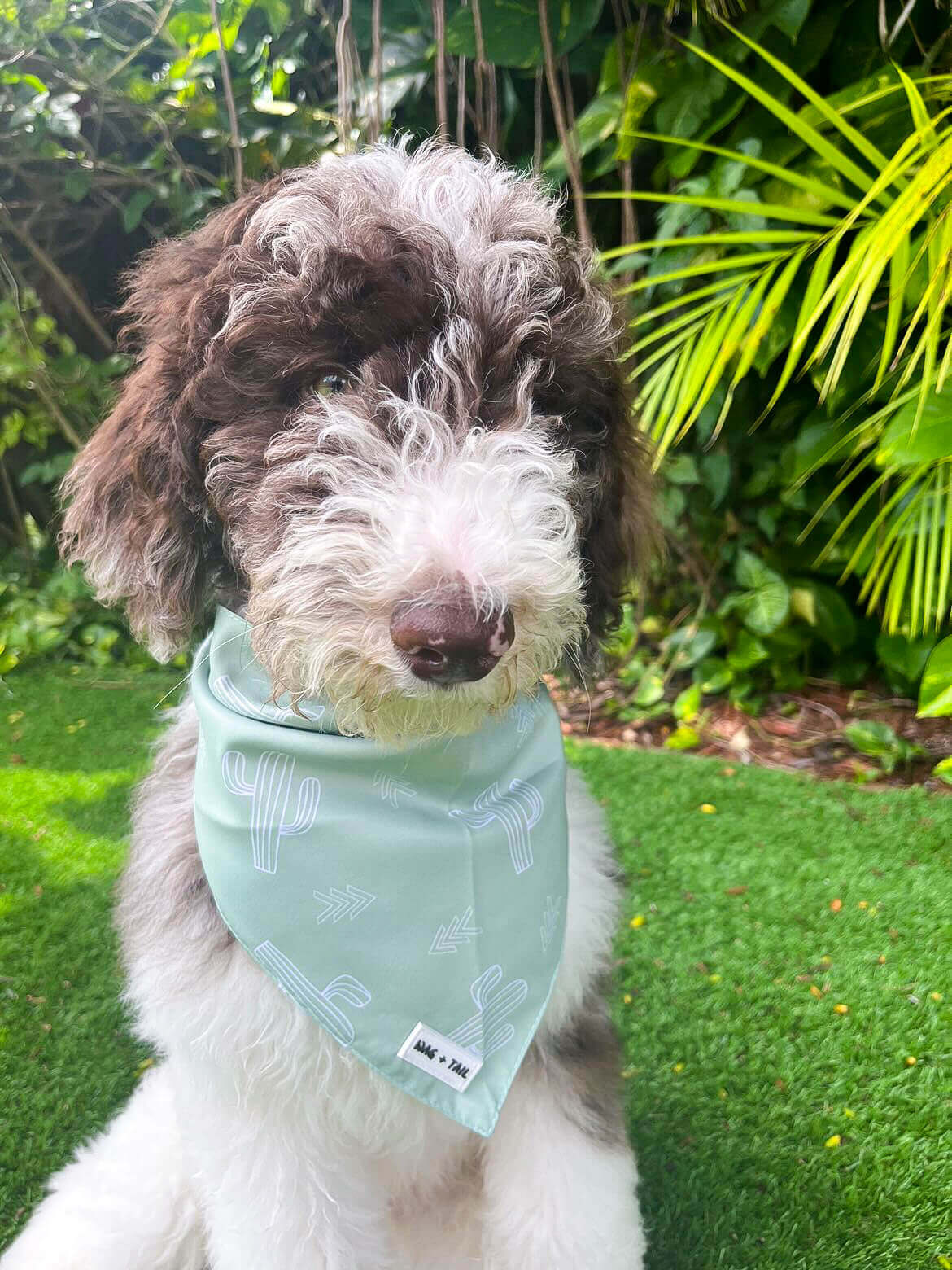 Cute Dog Sporting a Cactus Pattern Bandana by Wag + Tail