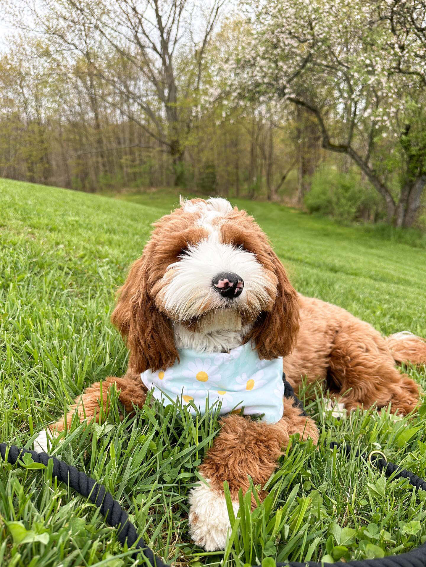 Get Your Dog Ready for Outdoor Adventures with the Floral Wanderlust Bandana