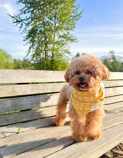 Adorable Reversible Yellow Polka Dot Dog Bandana - Perfect for Small to Medium Dogs | Wag + Tail