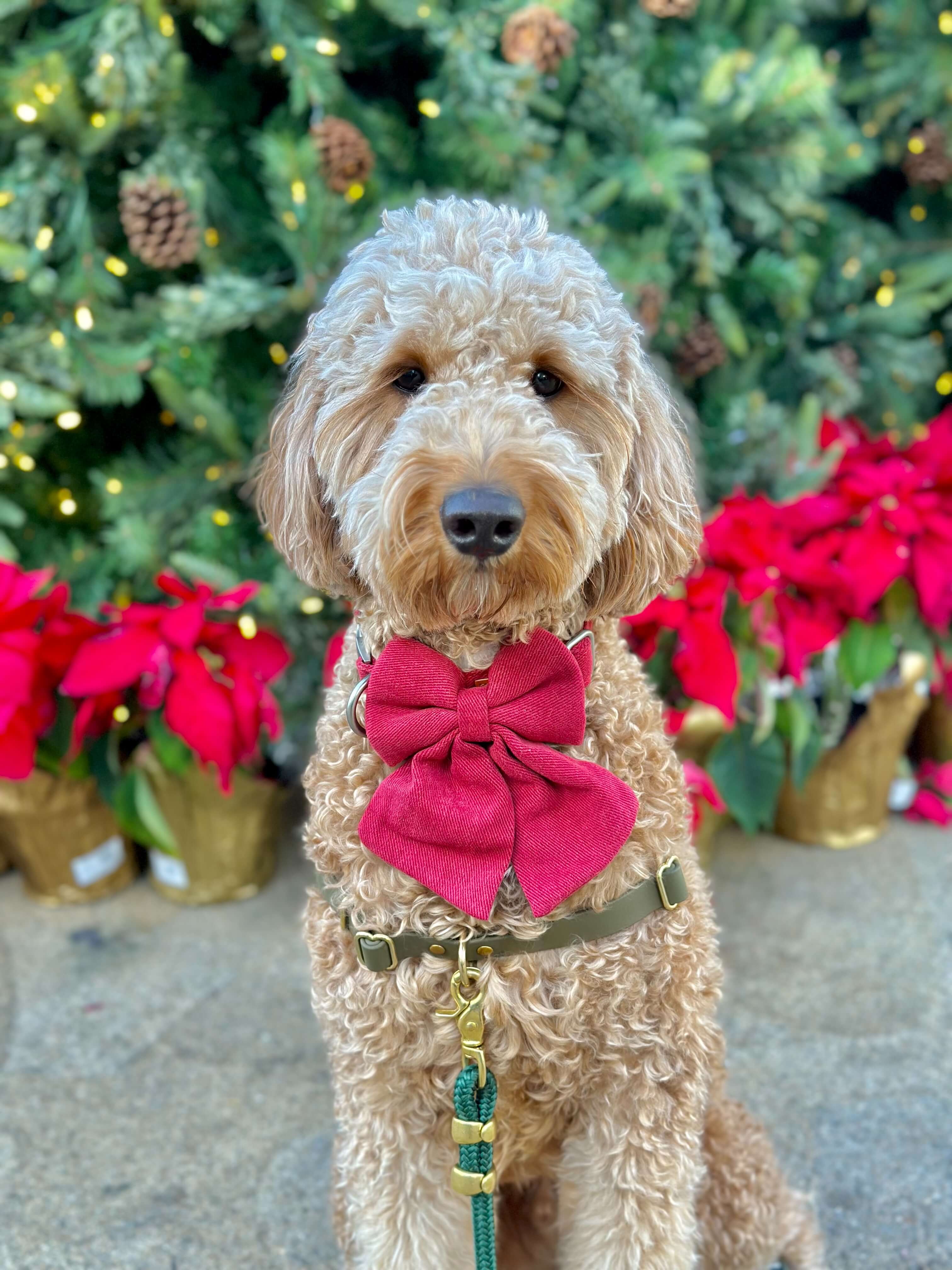 Bow store tie collars