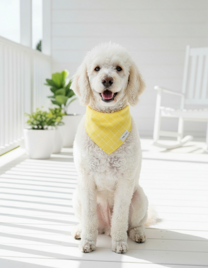 Wag + Tail Sunny Stripe dog scarf with a bright striped pattern tied comfortably around a dog’s neck