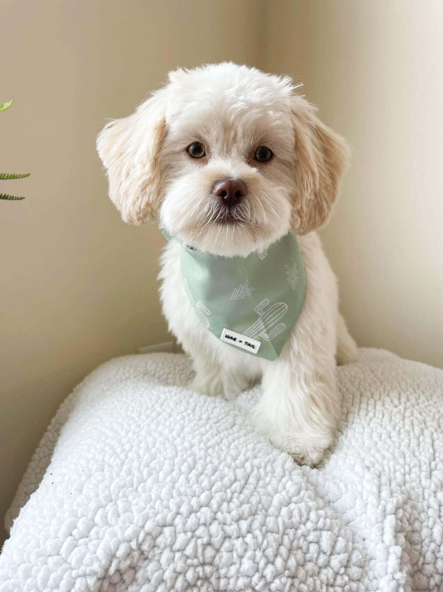 Adorable Pup Wearing a Cactus Print Dog Bandana from Wag + Tail