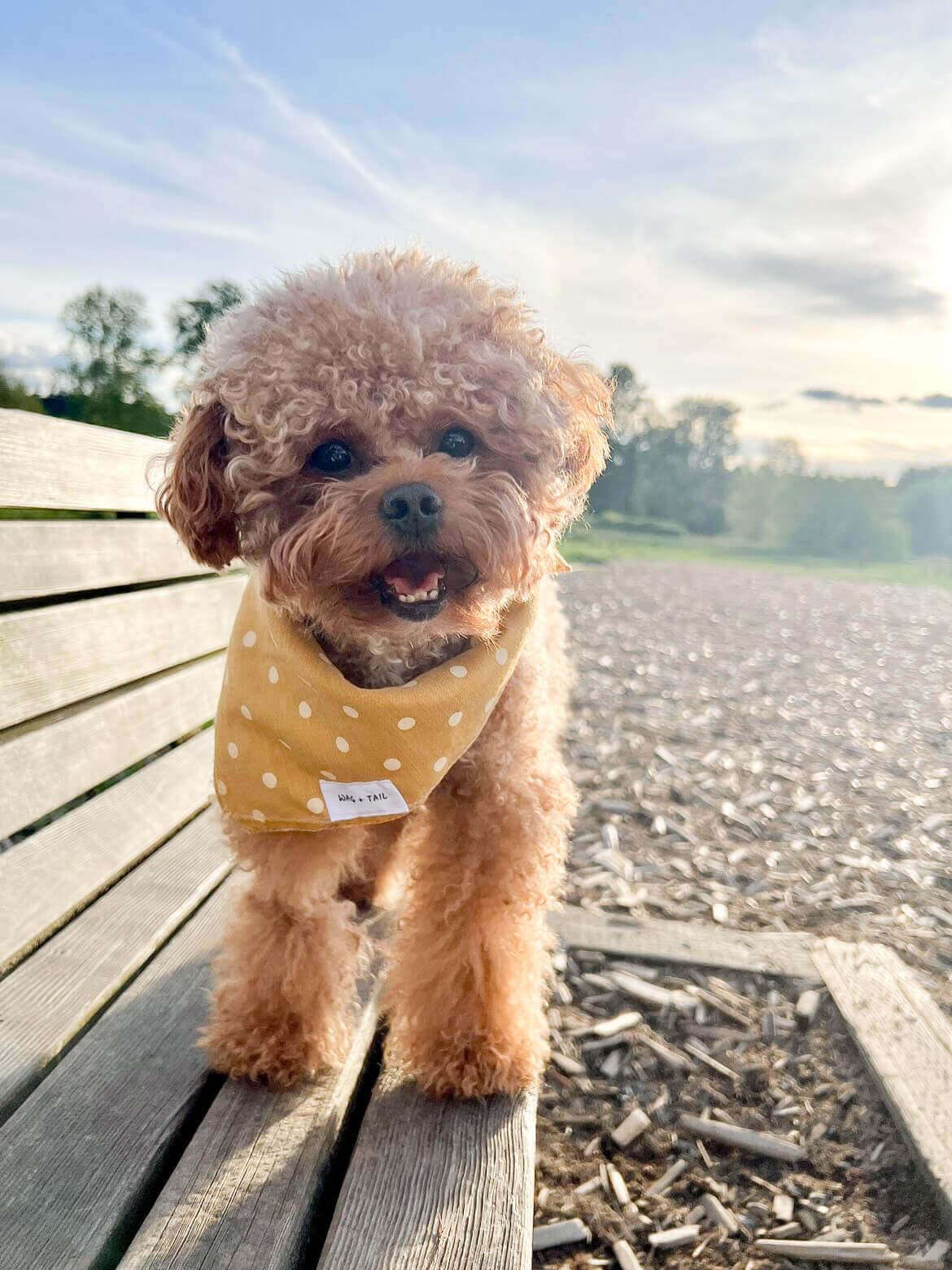 Make Your Pup Stand Out with Our Adorable and Trendy Dog Bandanas in Floral, Polka Dot, and Striped Patterns | Wag + Tail