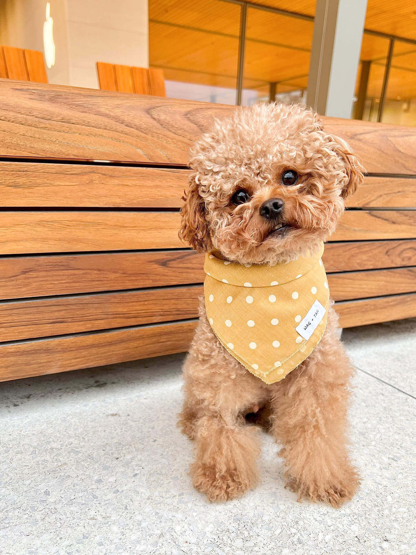 Stylish and Practical Dog Bandana - Reversible Yellow Polka Dots and Dog Bones Print | Wag + Tail