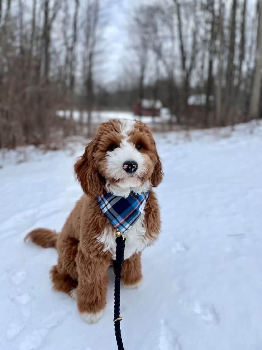 Dog wearing Ebony Elegant Rope Dog Leash from Wag + Tail