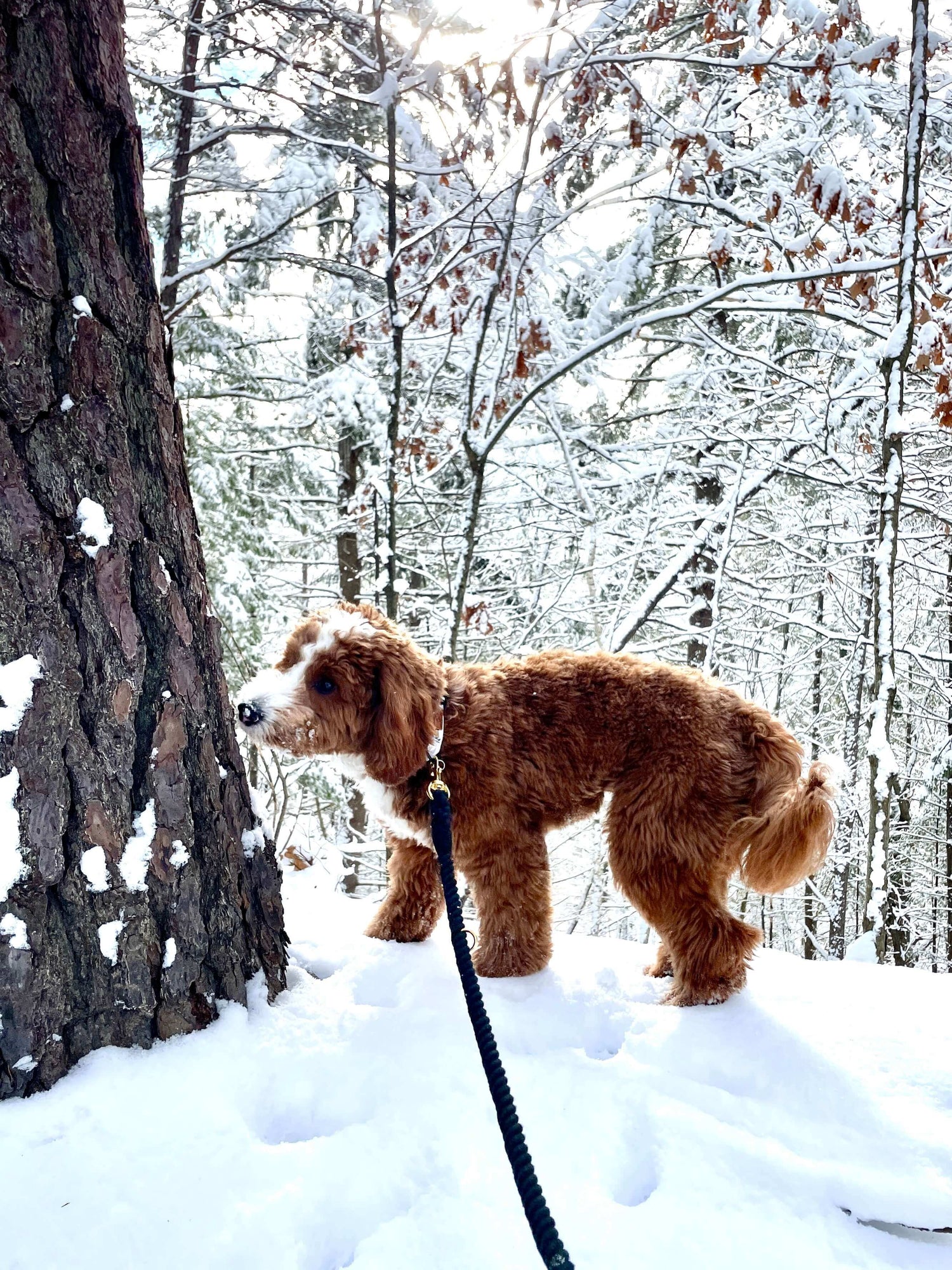 Dog wearing Ebony Elegant Rope Dog Leash from Wag + Tail