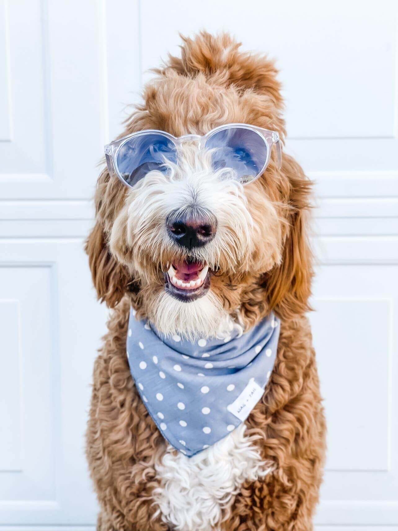 Create the Perfect Look for Your Pup with Wag + Tail&