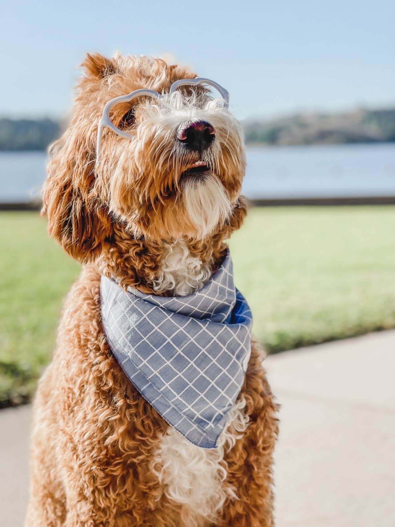 Stay Stylish and Comfortable with Our Reversible Blue Striped Dog Bandana | Wag + Tail