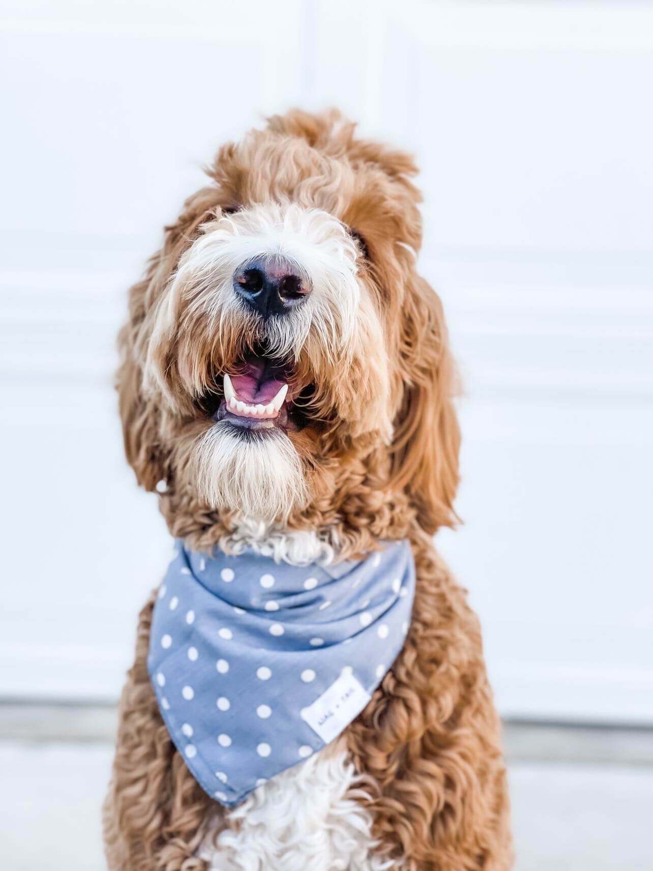 Floral, Polka Dot, and Striped: Wag + Tail&