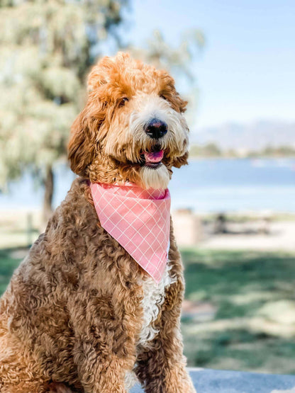 Dog Wearing Pink Striped Dog Bandana &amp; Scarf | Wag + Tail