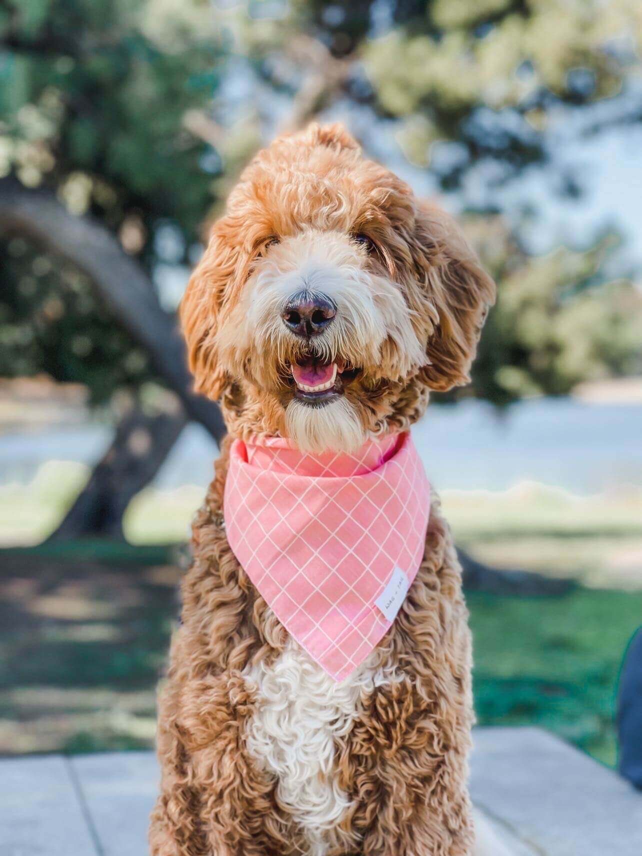 Stay Stylish and Comfortable with Our Deluxe Darlings Dog Bandanas in Floral, Striped, and Polka Dot Prints | Wag + Tail