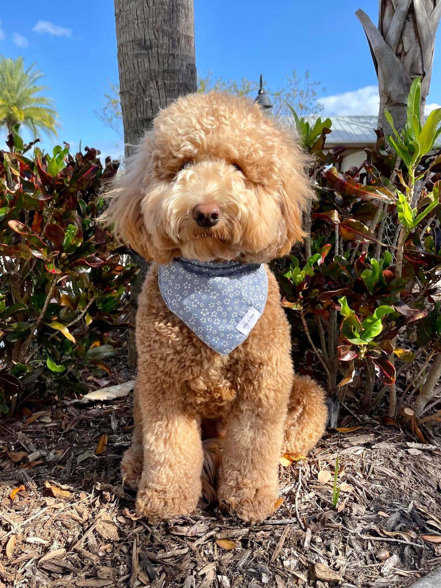 Premium Quality Blue Floral Dog Bandana and Scarf Handmade by Wag + Tail for Your Pup