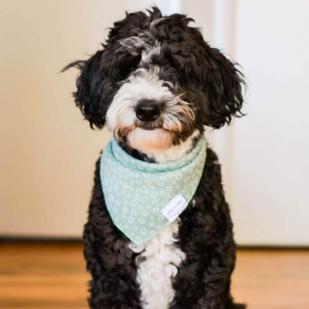 Dog Wearing Green Floral Dog Bandana (Reversible) | Wag + Tail | Wag + Tail