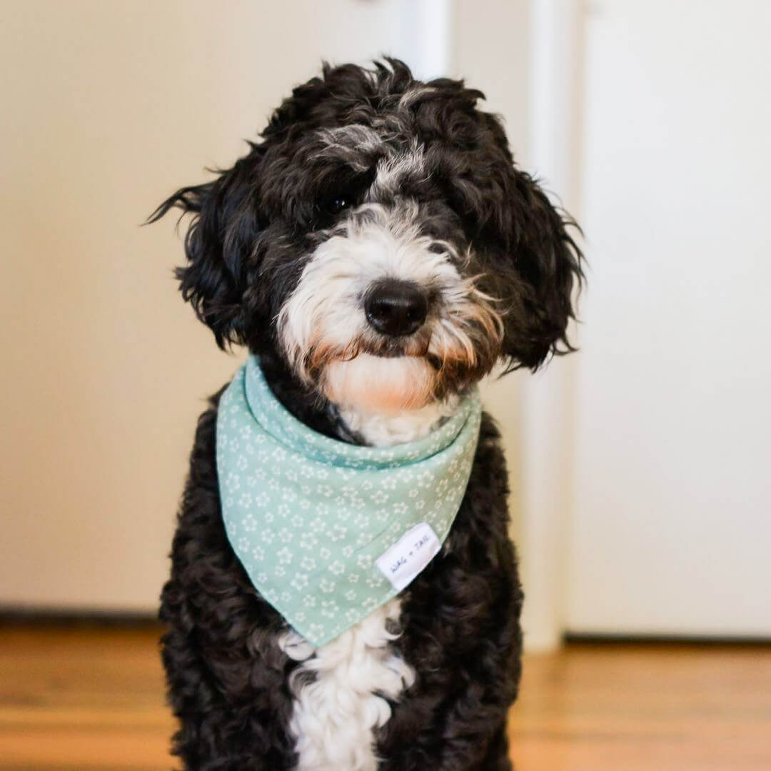 Dog Wearing Green Floral Dog Bandana (Reversible) | Wag + Tail | Wag + Tail