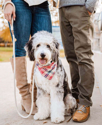 Dog Wearing Elegant Pink Plaid Flannel Dog Bandana | Wag + Tail 