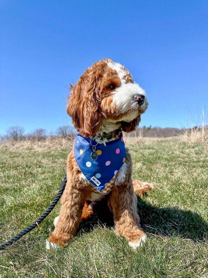 Reversible Confetti Cannon Dog Bandana - Handcrafted Dog Accessory for Fashion and Fun