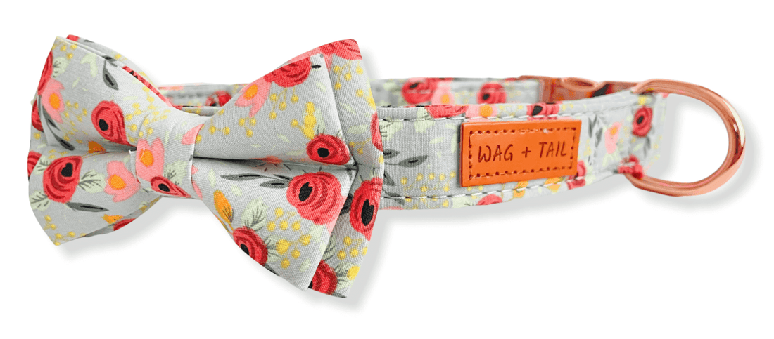 Stylish and Trendy Bowtie Collar for Dogs from Wag + Tail