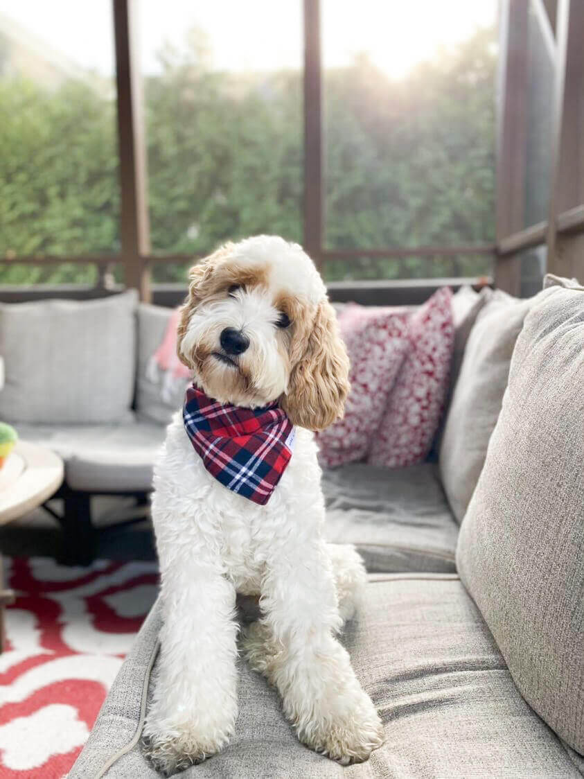 Dog in Fancy Red Plaid Flannel Dog Bandana | Wag + Tail