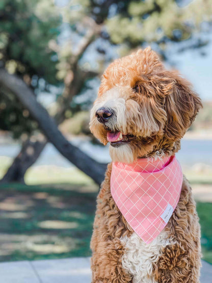 Create the Perfect Look for Your Pup with Our Deluxe Darlings Dog Bandanas in Floral, Striped, and Polka Dot Prints | Wag + Tail