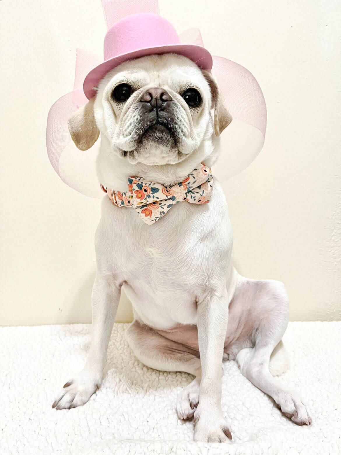 Adorable Dog Wearing a Stylish Bowtie Collar from Wag + Tail