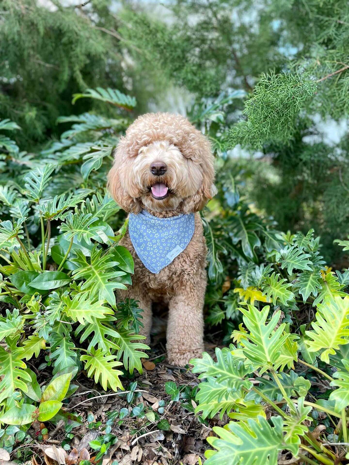 Premium Quality Blue Floral Dog Bandana and Scarf Handmade by Wag + Tail for Your Pup