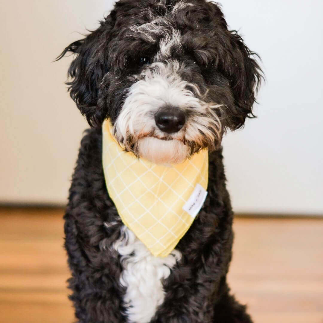 Make a Bold Statement with Our Reversible Yellow Striped Bandana for Dogs | Wag + Tail