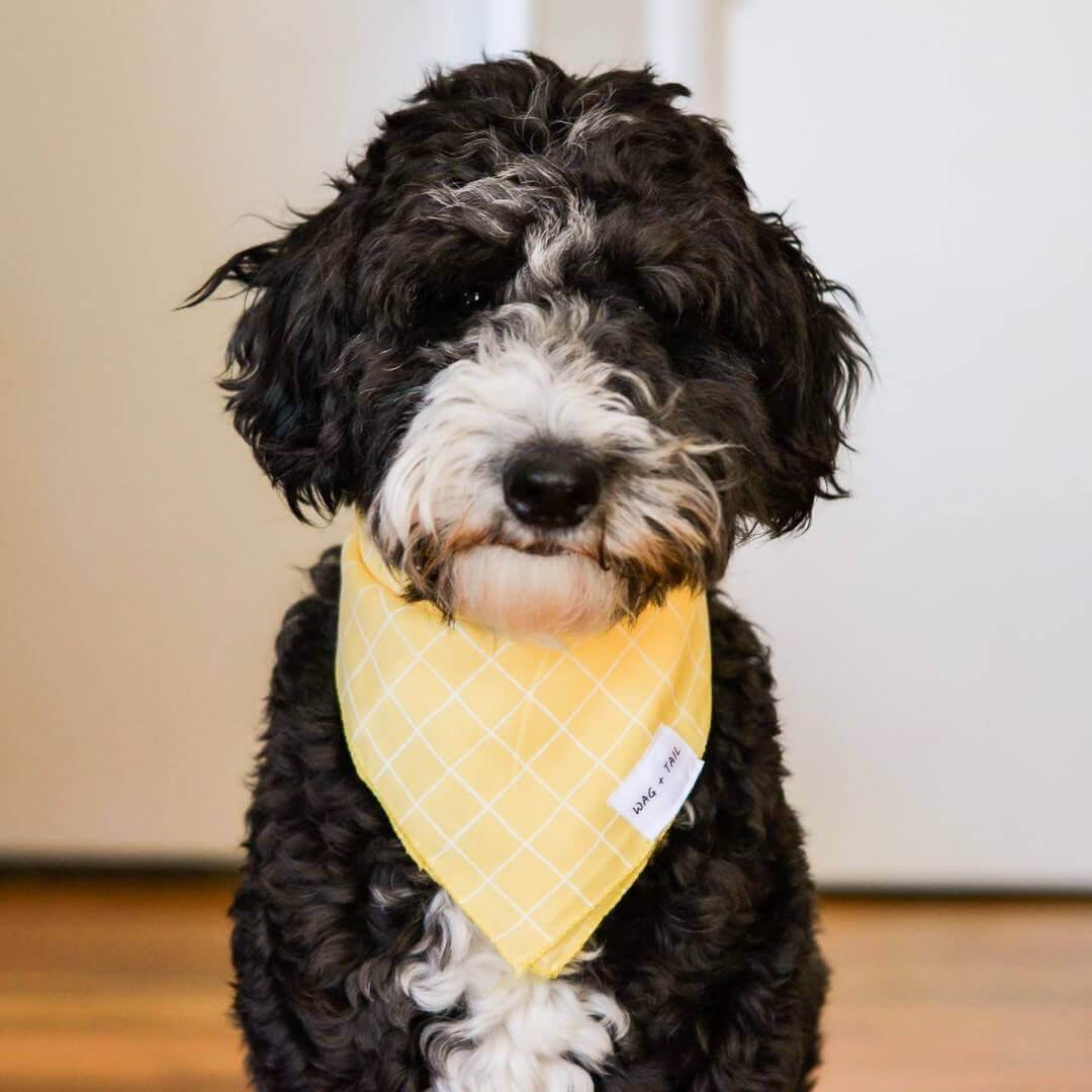 Make a Bold Statement with Our Reversible Yellow Striped Bandana for Dogs | Wag + Tail