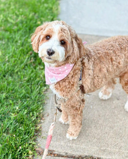 Cute Pet Fashion Accessory: a Pink Polka Dot Dog Bandana on a Dog | Wag + Tail